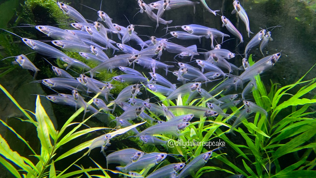 WORDLESS WEDNESDAY #Dubai&nbsp;Aquarium