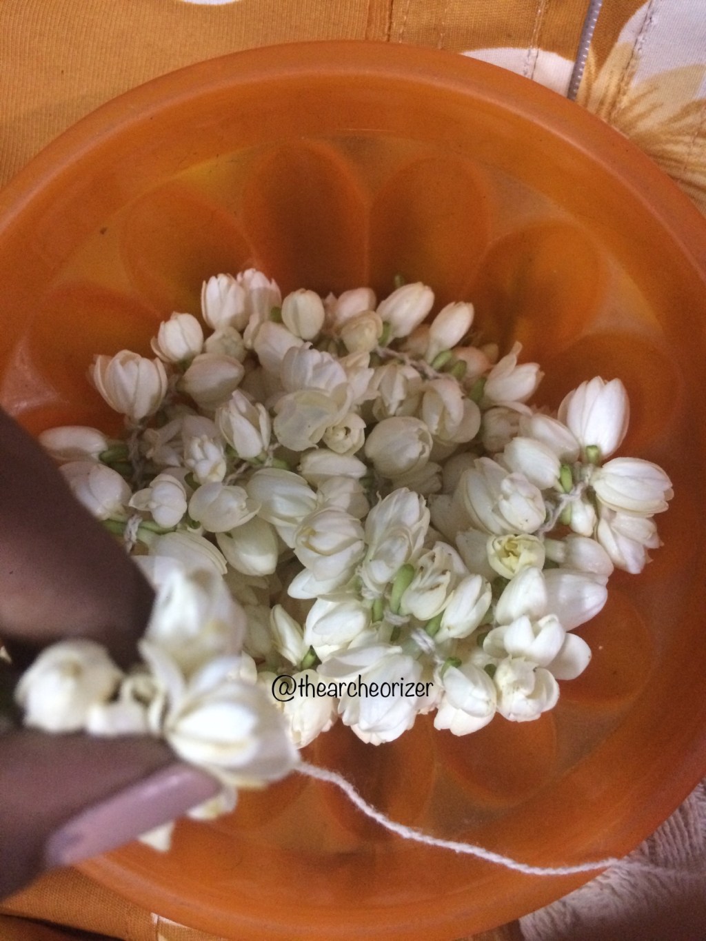 WORDLESS WEDNESDAY #jasmine